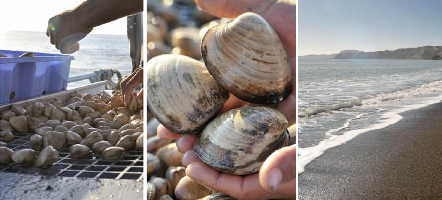 Fresh seafood from New Zealand for the weekend. No Idea Cafe